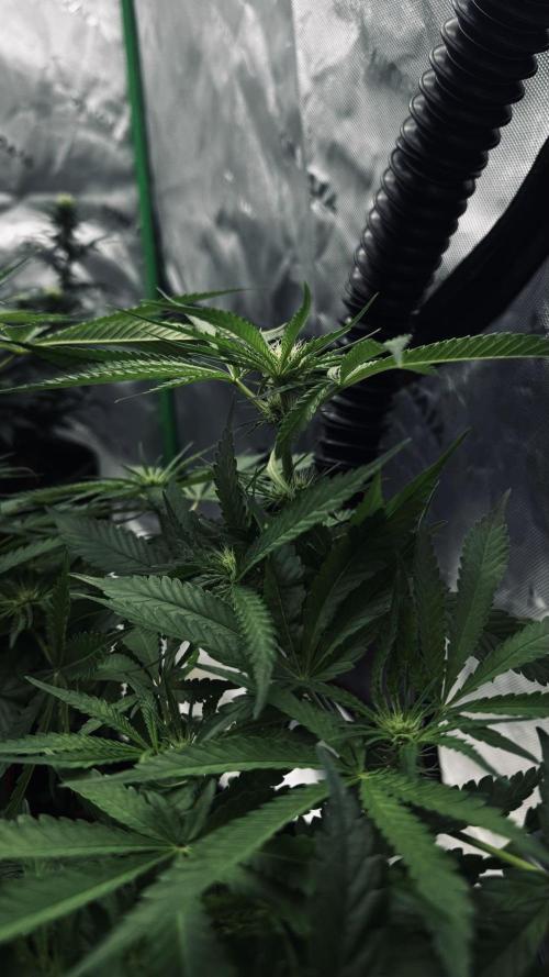 Grow 7.5 | Green House | Shishka Lemon. Week 7