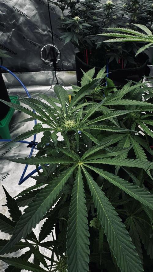 Grow 7.5 | Green House | Shishka Lemon. Week 7