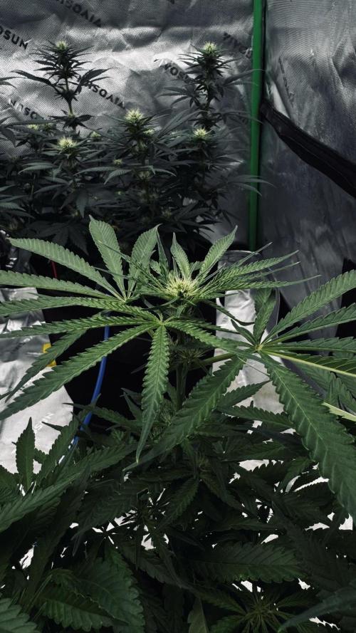 Grow 7.5 | Green House | Shishka Lemon. Week 7