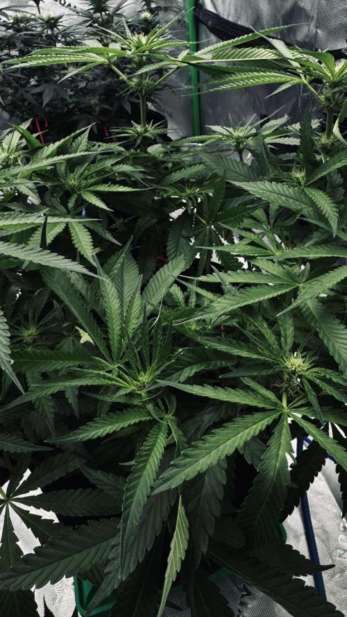 Grow 7.5 | Green House | Shishka Lemon. Week 7