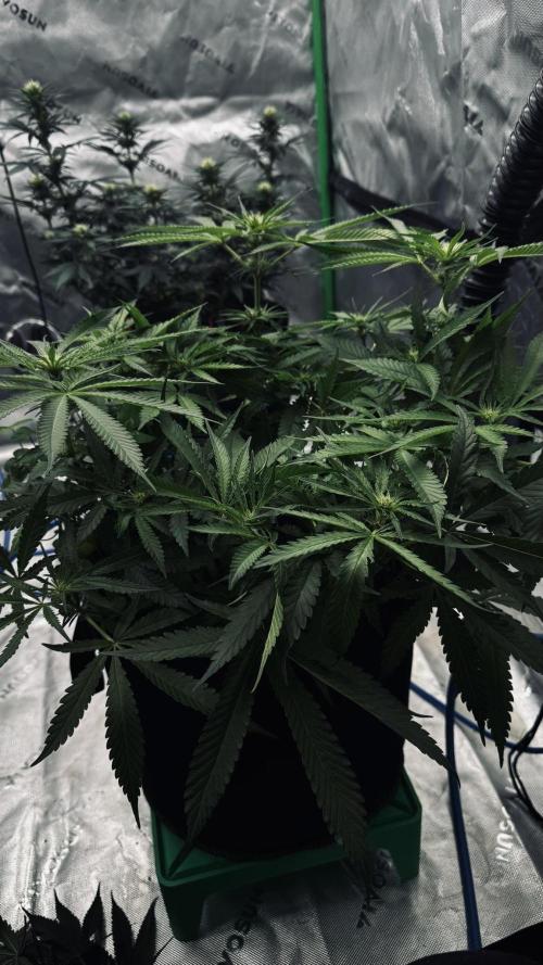 Grow 7.5 | Green House | Shishka Lemon. Week 7