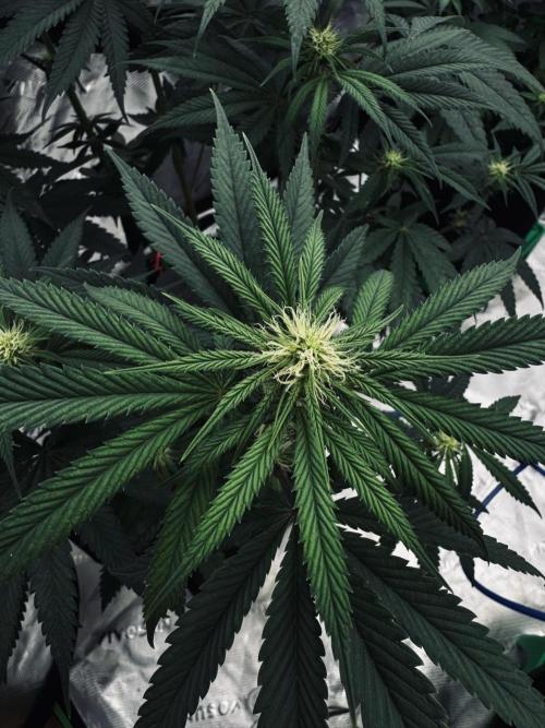Grow 7.6 | Green House | Super Banana. Week 7