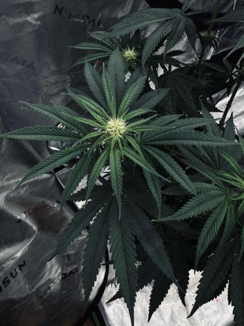 Grow 7.6 | Green House | Super Banana. Week 7