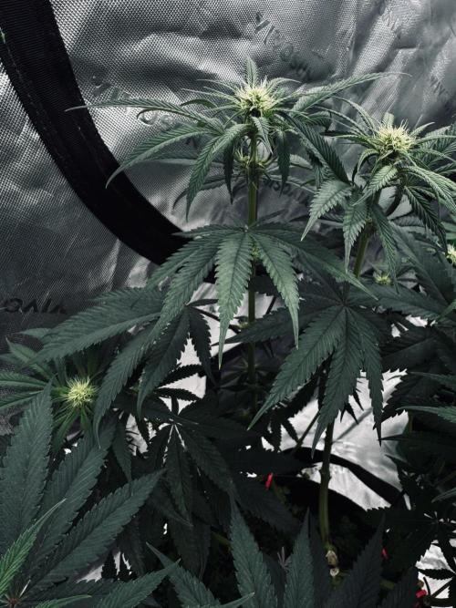 Grow 7.6 | Green House | Super Banana. Week 7