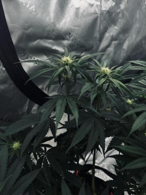 Grow 7.6 | Green House | Super Banana. Week 7