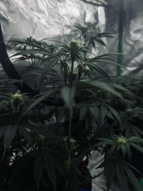 Grow 7.6 | Green House | Super Banana. Week 7
