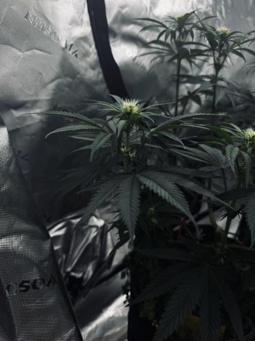 Grow 7.6 | Green House | Super Banana. Week 7