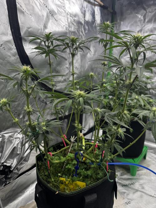 Grow 7.6 | Green House | Super Banana. Week 7