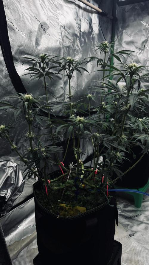 Grow 7.6 | Green House | Super Banana. Week 7