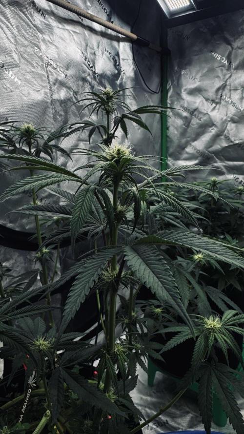 Grow 7.6 | Green House | Super Banana. Week 7