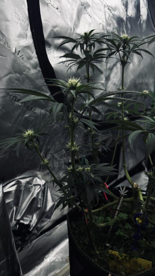 Grow 7.6 | Green House | Super Banana. Week 7