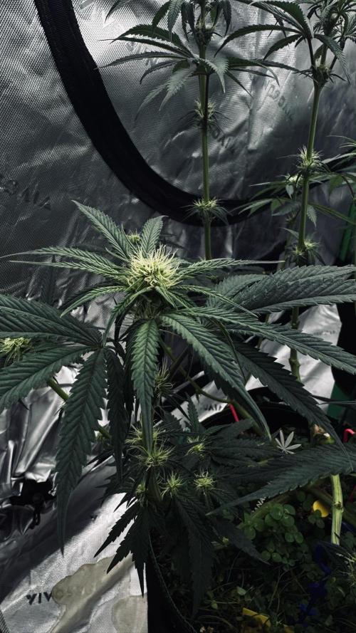 Grow 7.6 | Green House | Super Banana. Week 7