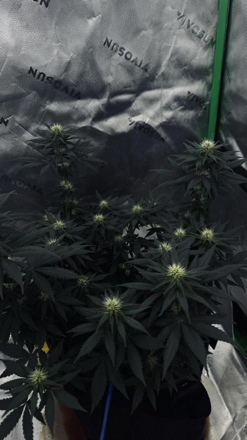 Grow 7.3 Kannabia | Mexican Sativa Fem.. Week 7