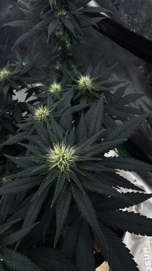 Grow 7.3 Kannabia | Mexican Sativa Fem.. Week 7