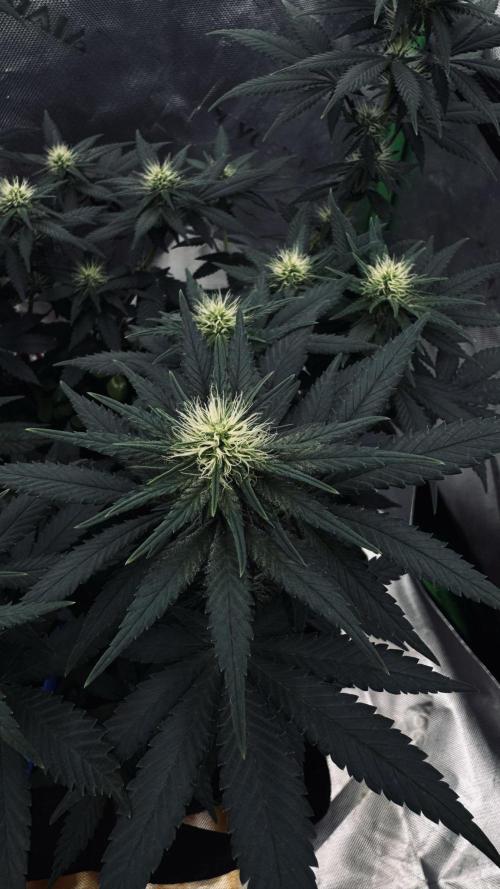 Grow 7.3 Kannabia | Mexican Sativa Fem.. Week 7
