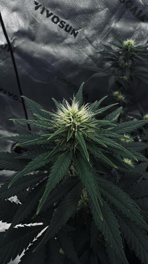 Grow 7.3 Kannabia | Mexican Sativa Fem.. Week 7