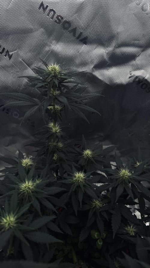 Grow 7.3 Kannabia | Mexican Sativa Fem.. Week 7