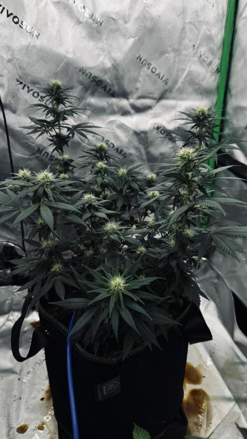 Grow 7.3 Kannabia | Mexican Sativa Fem.. Week 7
