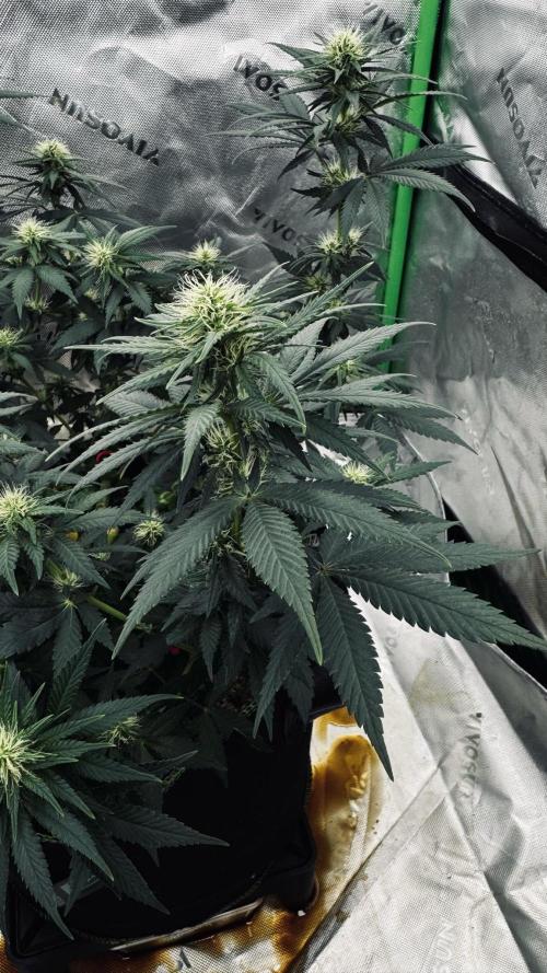 Grow 7.3 Kannabia | Mexican Sativa Fem.. Week 7