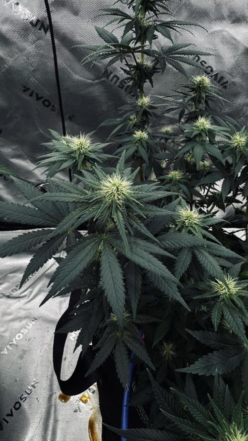 Grow 7.3 Kannabia | Mexican Sativa Fem.. Week 7