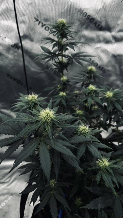 Grow 7.3 Kannabia | Mexican Sativa Fem.. Week 7