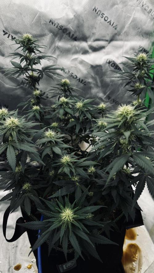 Grow 7.3 Kannabia | Mexican Sativa Fem.. Week 7