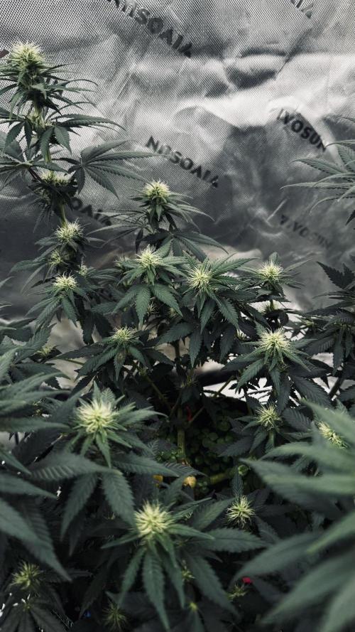 Grow 7.3 Kannabia | Mexican Sativa Fem.. Week 7