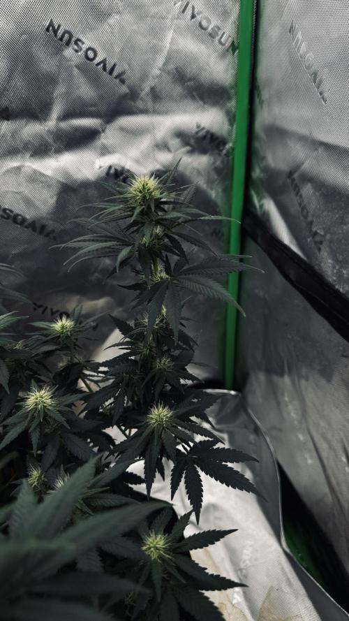 Grow 7.3 Kannabia | Mexican Sativa Fem.. Week 7