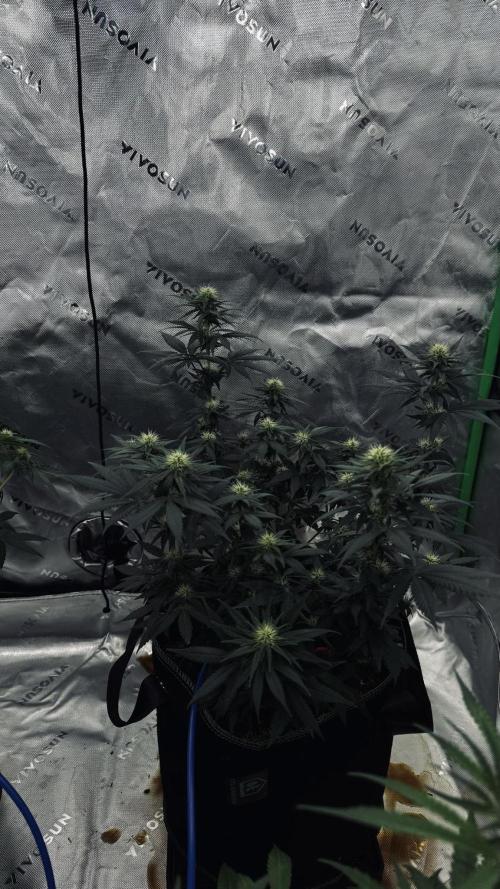Grow 7.3 Kannabia | Mexican Sativa Fem.. Week 7