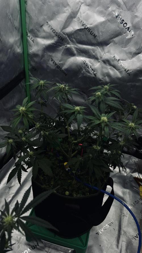 Grow 7.4 | Zamnesia| GMO Cookies. Week 7
