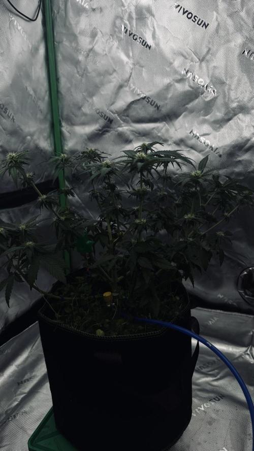 Grow 7.4 | Zamnesia| GMO Cookies. Week 7