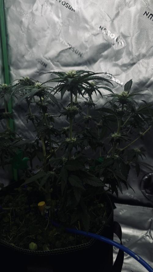 Grow 7.4 | Zamnesia| GMO Cookies. Week 7