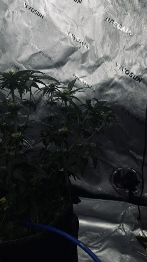 Grow 7.4 | Zamnesia| GMO Cookies. Week 7