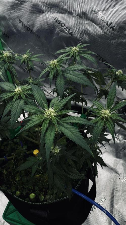 Grow 7.4 | Zamnesia| GMO Cookies. Week 7