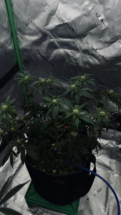 Grow 7.4 | Zamnesia| GMO Cookies. Week 7