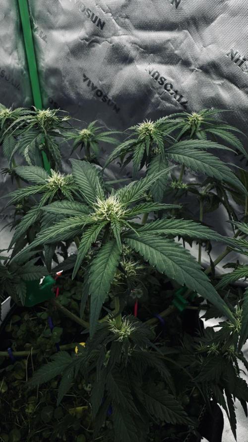 Grow 7.4 | Zamnesia| GMO Cookies. Week 7