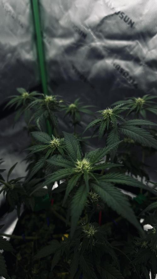 Grow 7.4 | Zamnesia| GMO Cookies. Week 7