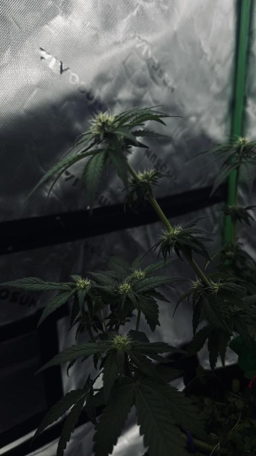 Grow 7.4 | Zamnesia| GMO Cookies. Week 7