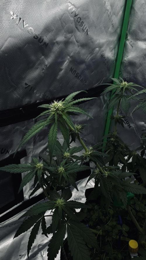 Grow 7.4 | Zamnesia| GMO Cookies. Week 7