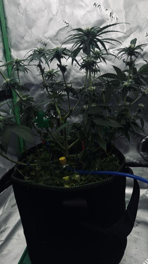 Grow 7.4 | Zamnesia| GMO Cookies. Week 7