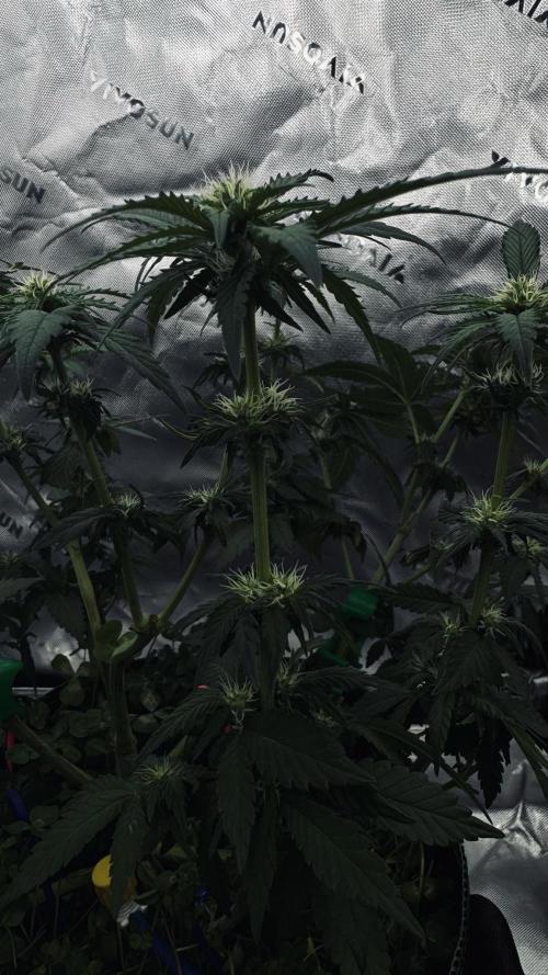 Grow 7.4 | Zamnesia| GMO Cookies. Week 7