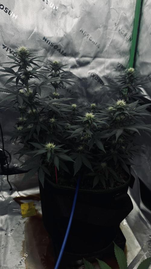 Grow 7.4 | Zamnesia| GMO Cookies. Week 7