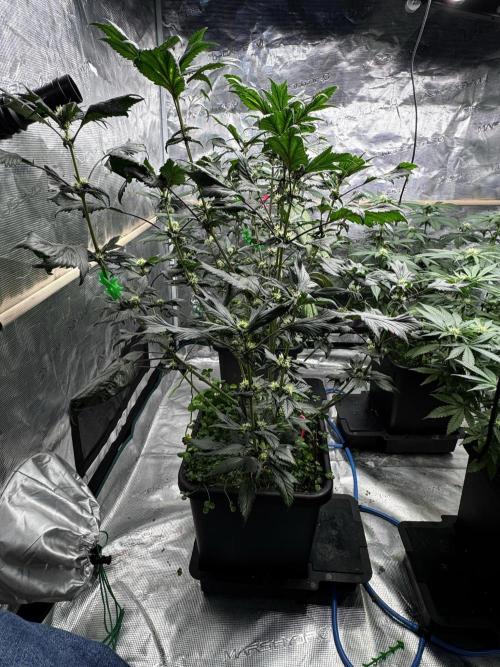 Grow 7.7 | Terpyz | Spicy Temp. RG. Week 8
