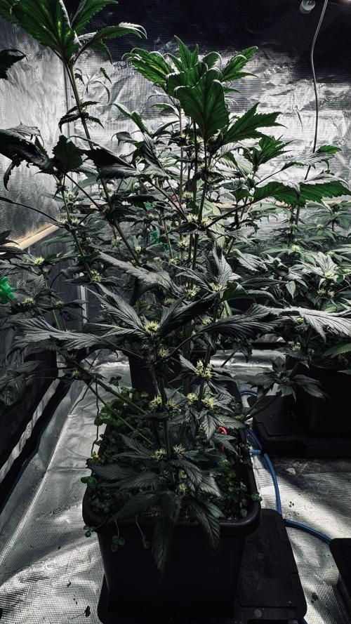 Grow 7.7 | Terpyz | Spicy Temp. RG. Week 8