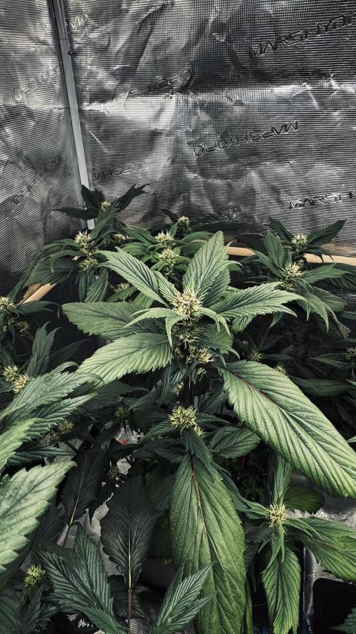 Grow 7.7 | Terpyz | Spicy Temp. RG. Week 8