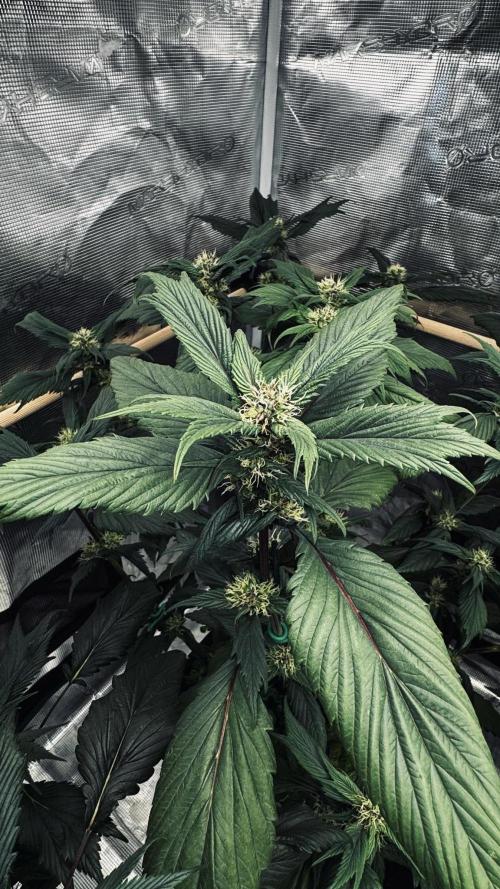 Grow 7.7 | Terpyz | Spicy Temp. RG. Week 8