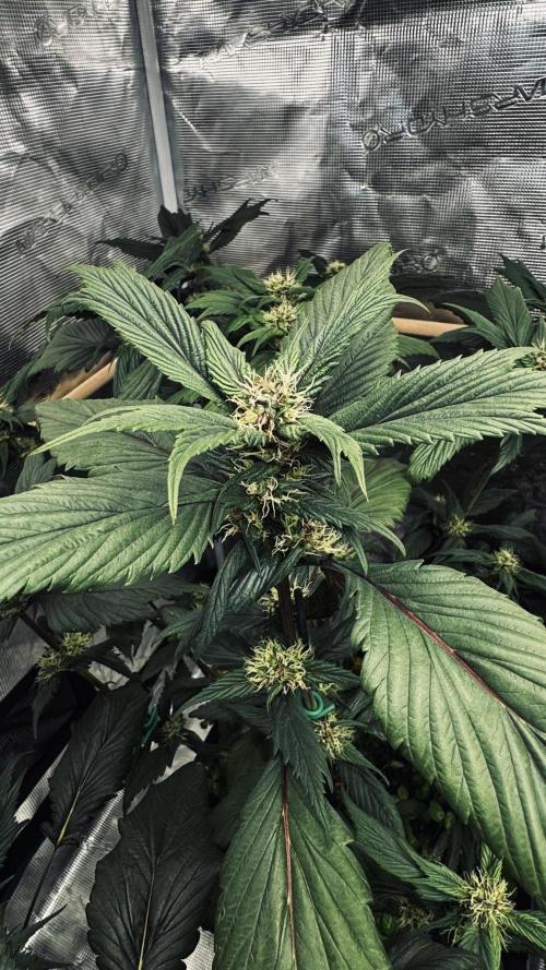 Grow 7.7 | Terpyz | Spicy Temp. RG. Week 8