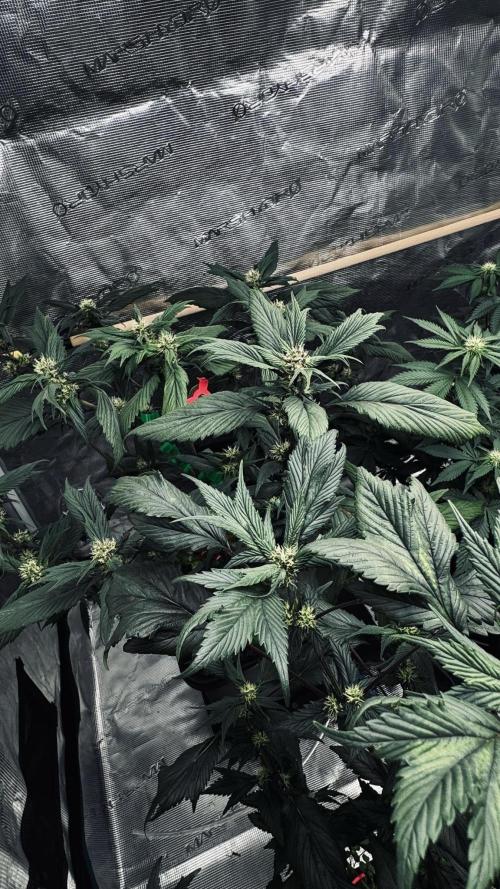 Grow 7.7 | Terpyz | Spicy Temp. RG. Week 8