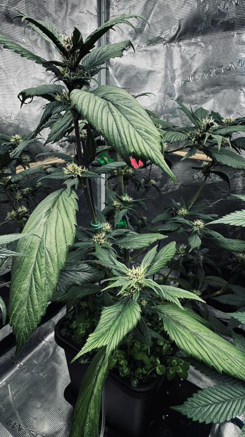 Grow 7.7 | Terpyz | Spicy Temp. RG. Week 8