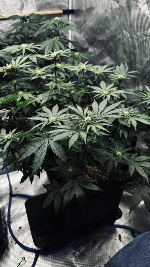 Grow 7.1  | Doctors Choice | DC Kush. Week 8